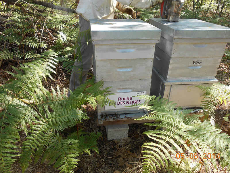 La ruche Fée des neiges