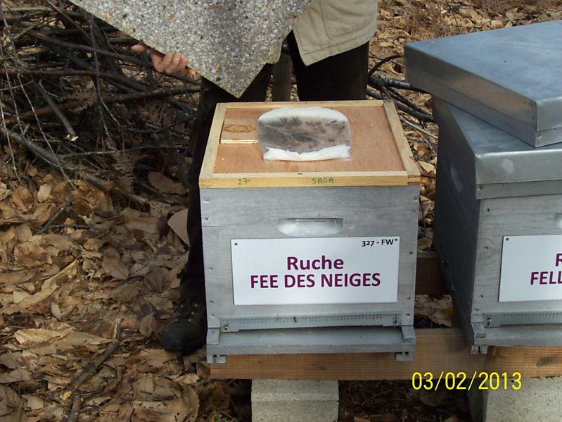 La ruche Fée des neiges