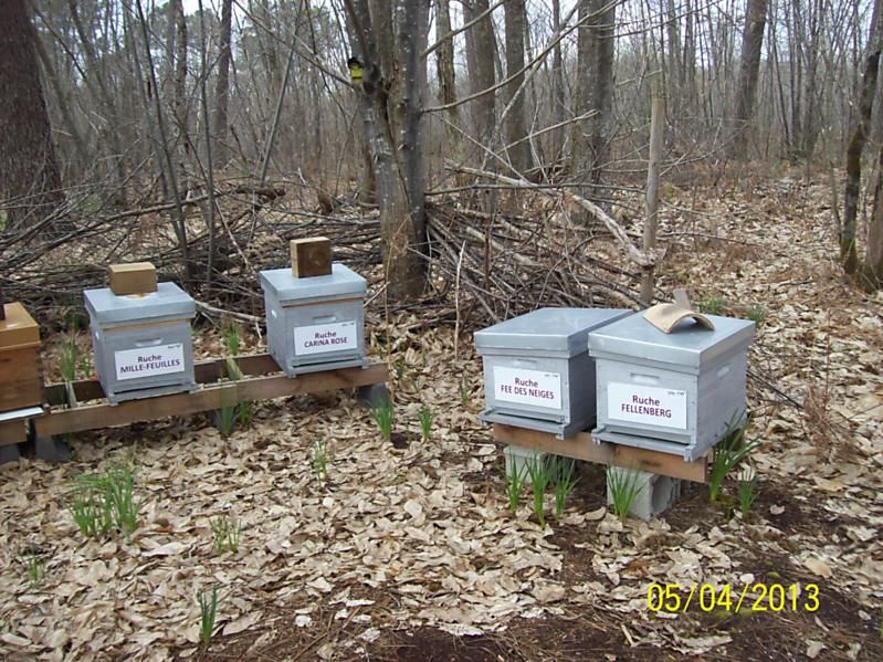 La ruche Fée des neiges
