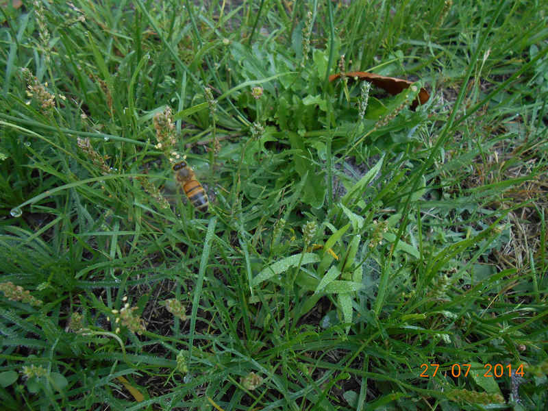 La ruche Fée des neiges