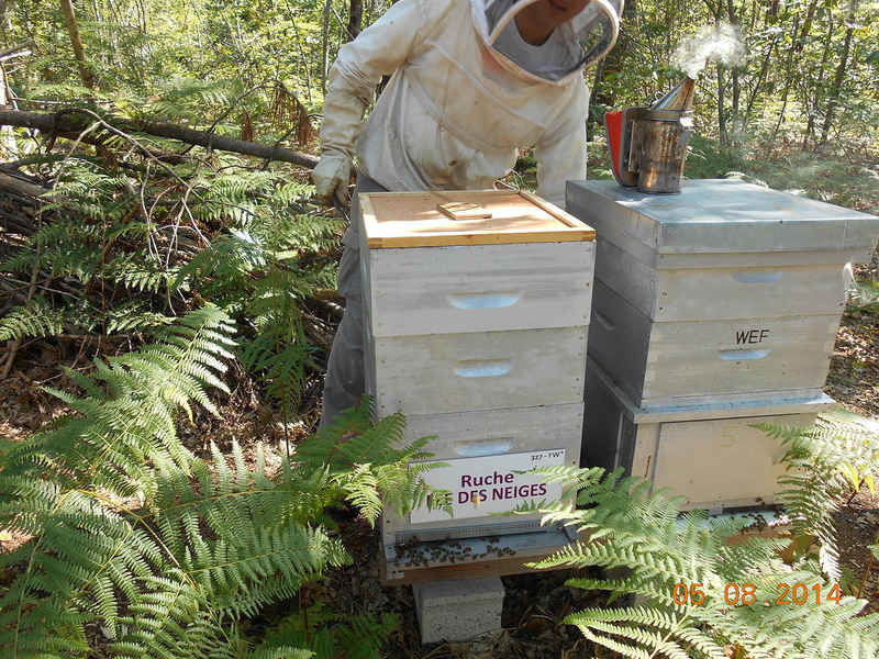 La ruche Fée des neiges