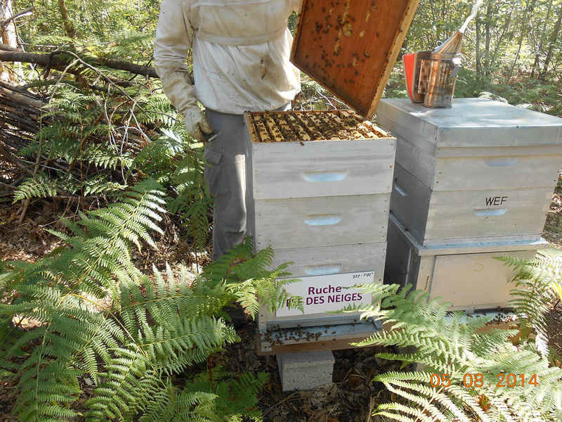 La ruche Fée des neiges