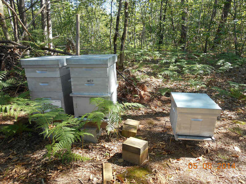 La ruche Fée des neiges