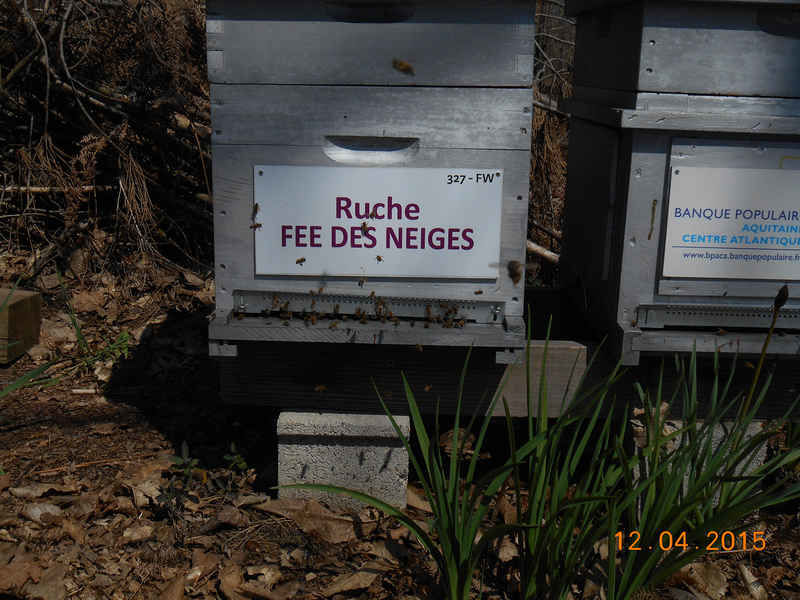 La ruche Fée des neiges