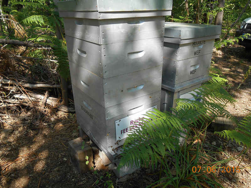 La ruche Fée des neiges