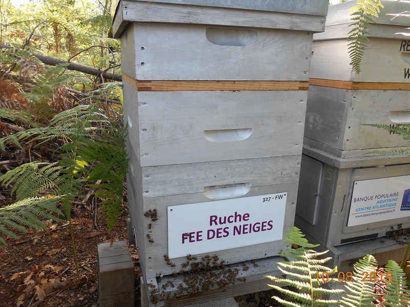 La ruche Fée des neiges