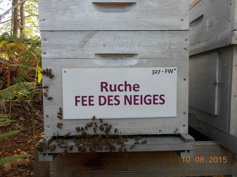 La ruche Fée des neiges