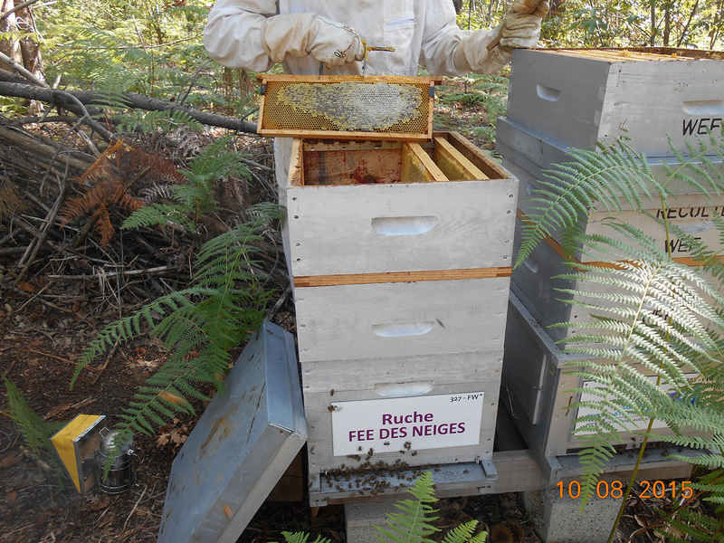 La ruche Fée des neiges