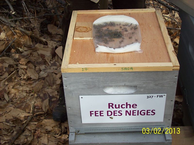 La ruche Fée des neiges