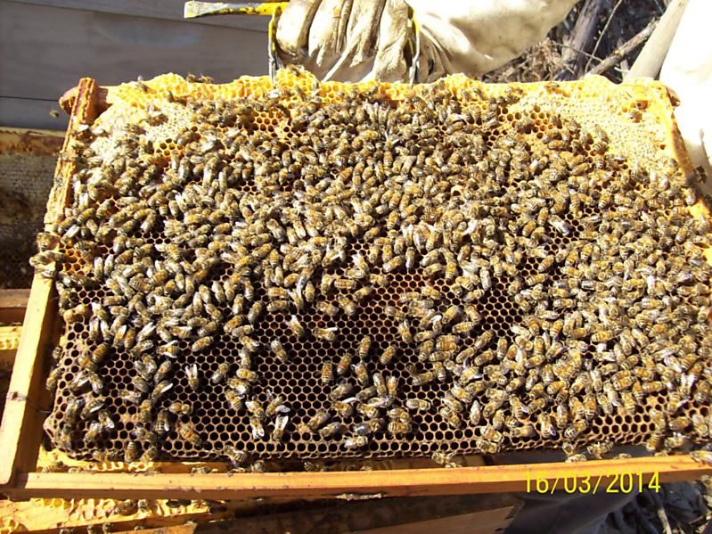 La ruche Fée des neiges