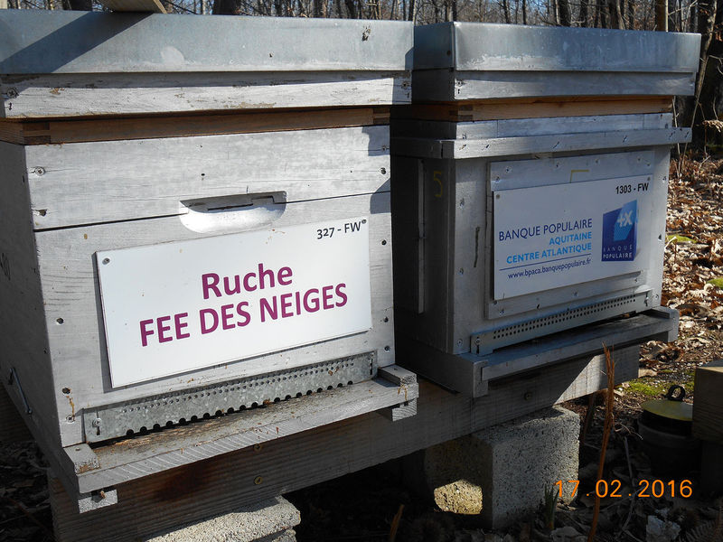 La ruche Fée des neiges