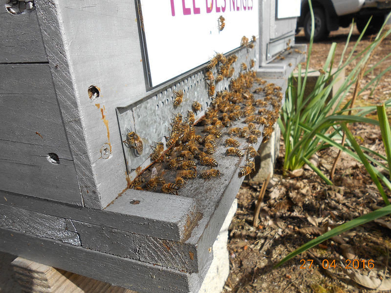 La ruche Fée des neiges