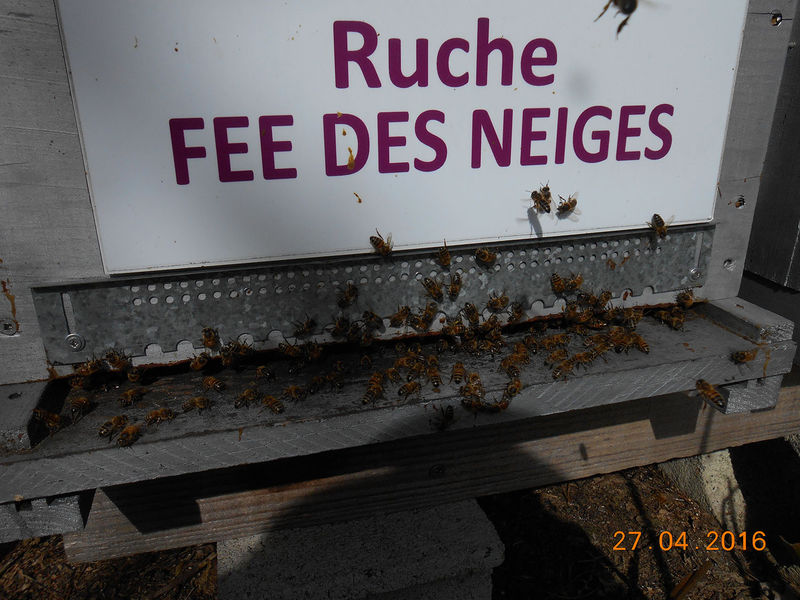 La ruche Fée des neiges