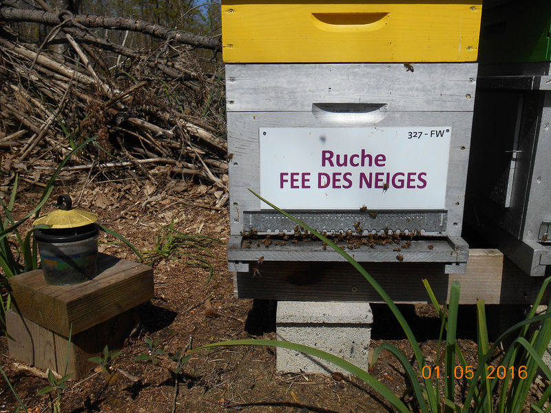 La ruche Fée des neiges