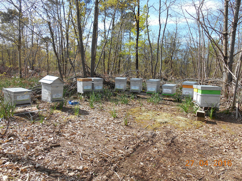 La ruche Fée des neiges