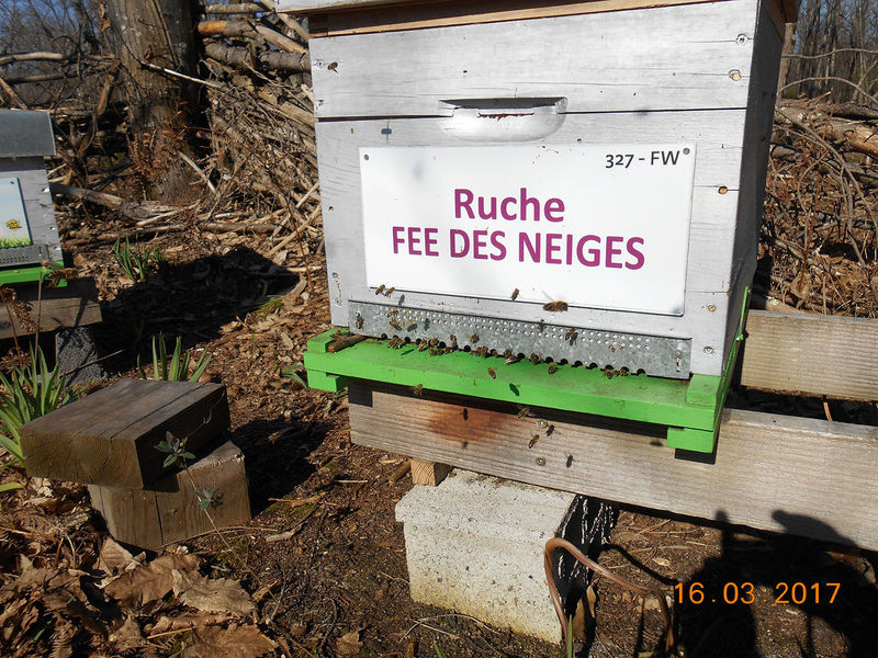 La ruche Fée des neiges