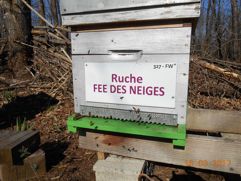 La ruche Fée des neiges