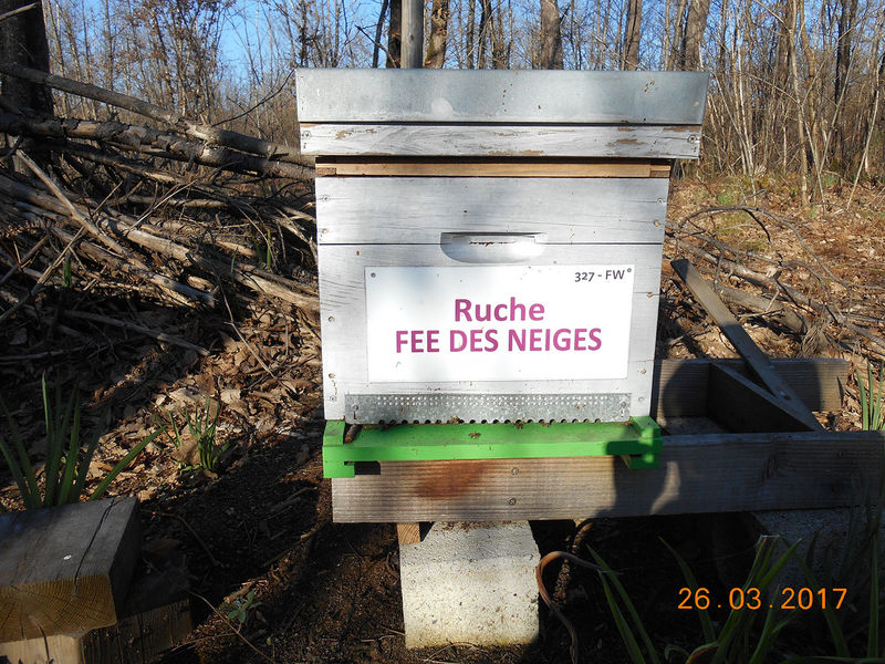 La ruche Fée des neiges