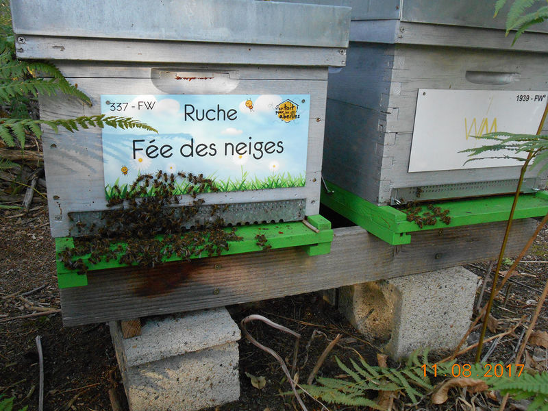 La ruche Fée des neiges