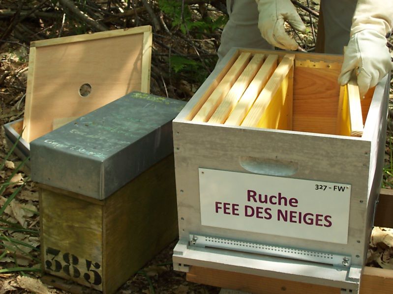 La ruche Fée des neiges