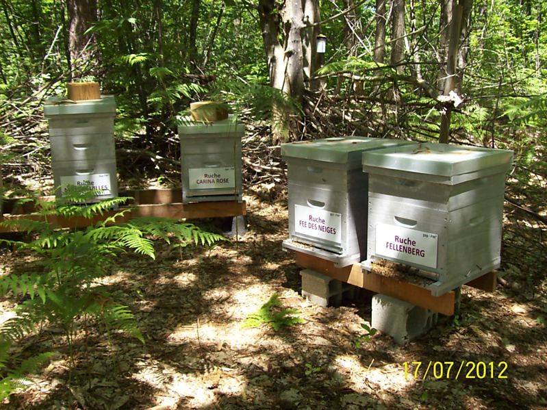 La ruche Fée des neiges