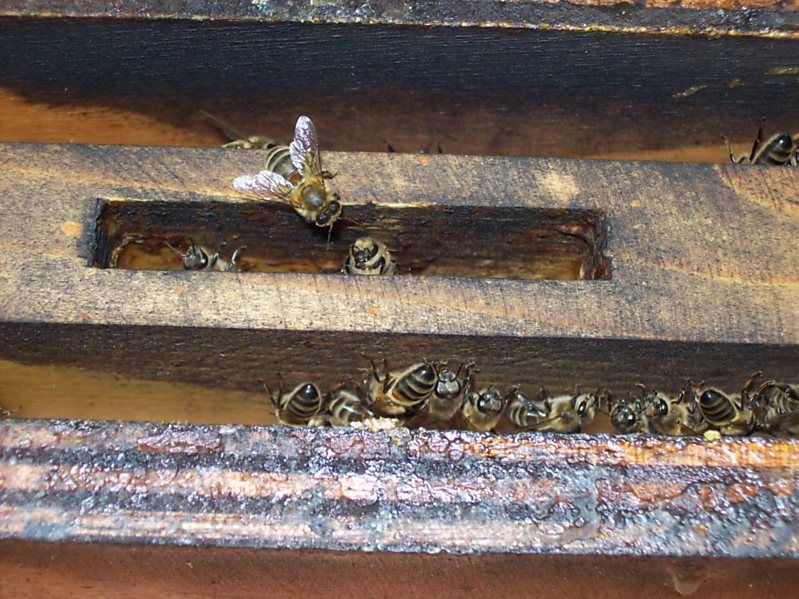 La ruche Fée des neiges