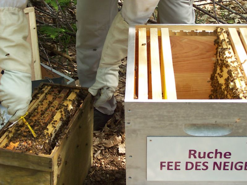 La ruche Fée des neiges