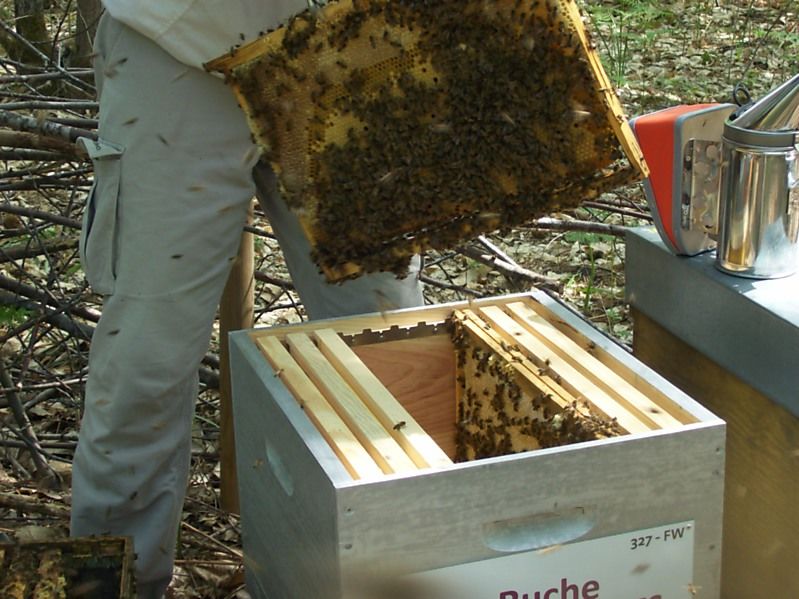 La ruche Fée des neiges