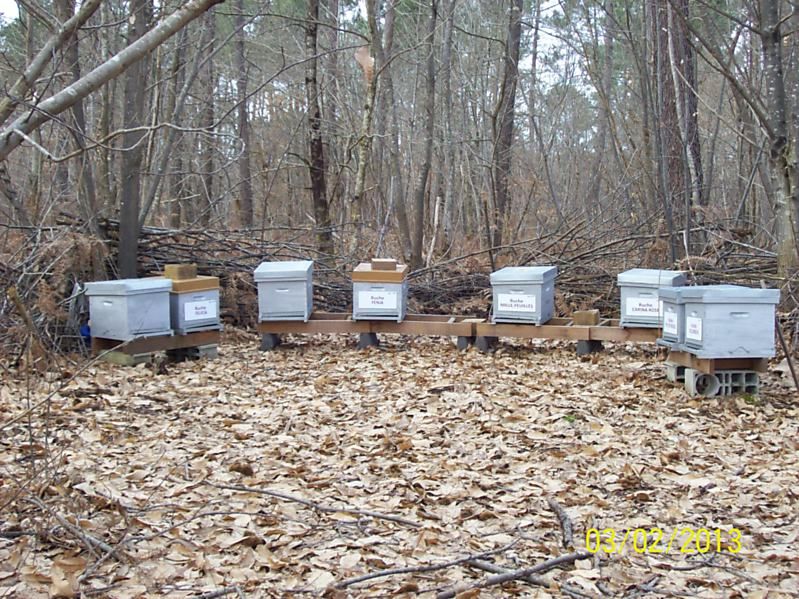 La ruche Fée des neiges