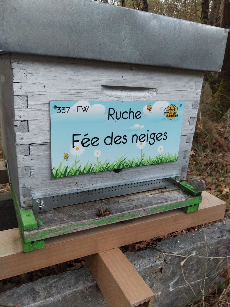 La ruche Fée des neiges