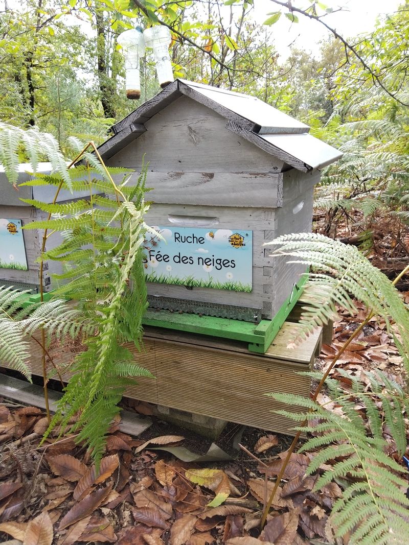 La ruche Fée des neiges