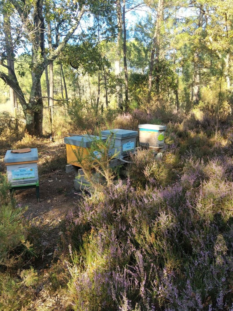 La ruche Fée des neiges
