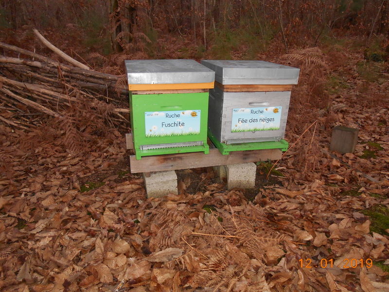 La ruche Fée des neiges