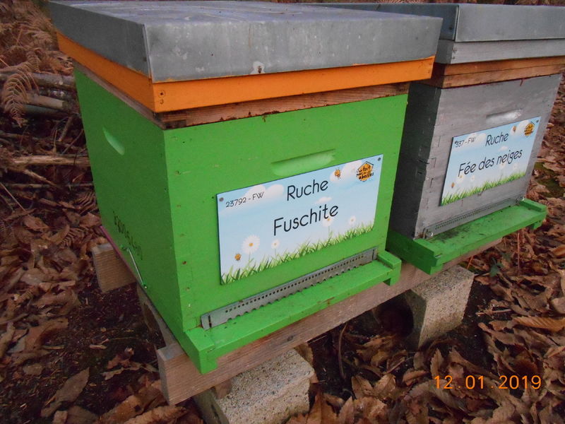 La ruche Fée des neiges