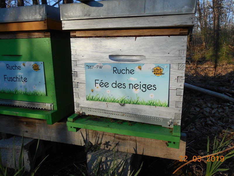 La ruche Fée des neiges