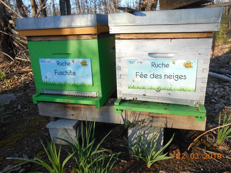 La ruche Fée des neiges