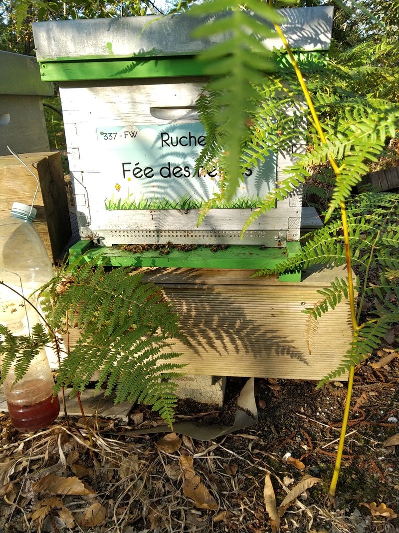 La ruche Fée des neiges