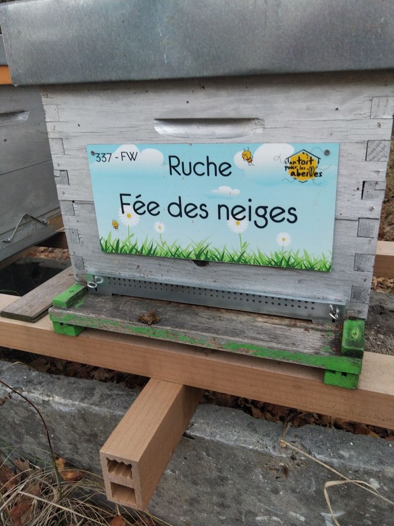 La ruche Fée des neiges
