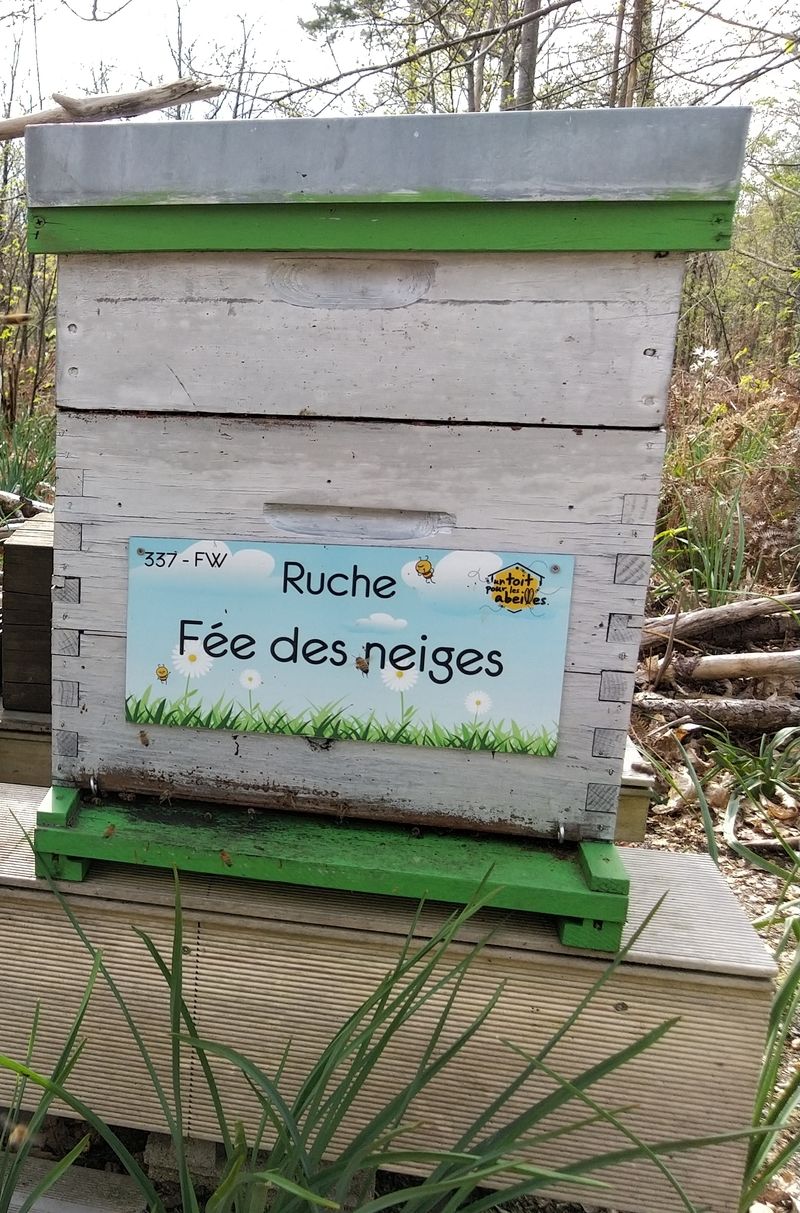 La ruche Fée des neiges