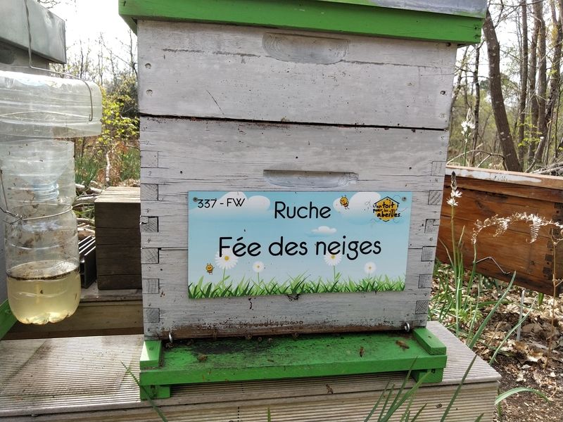 La ruche Fée des neiges