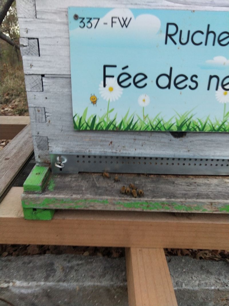 La ruche Fée des neiges