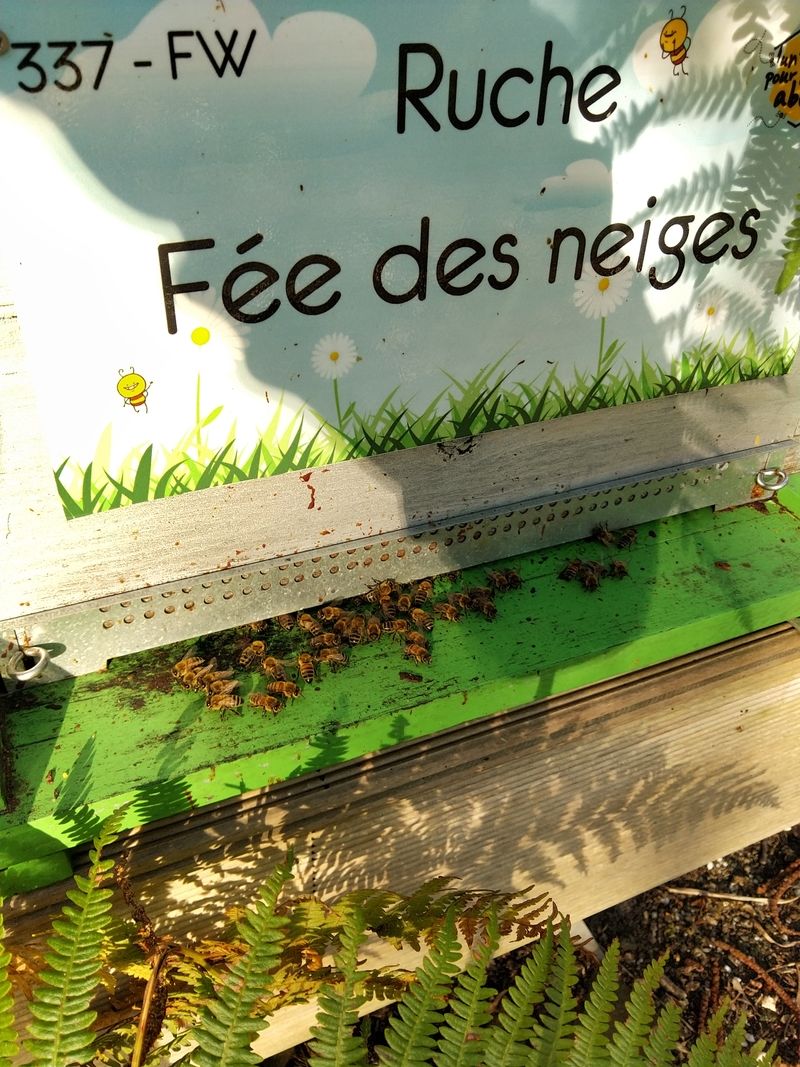 La ruche Fée des neiges