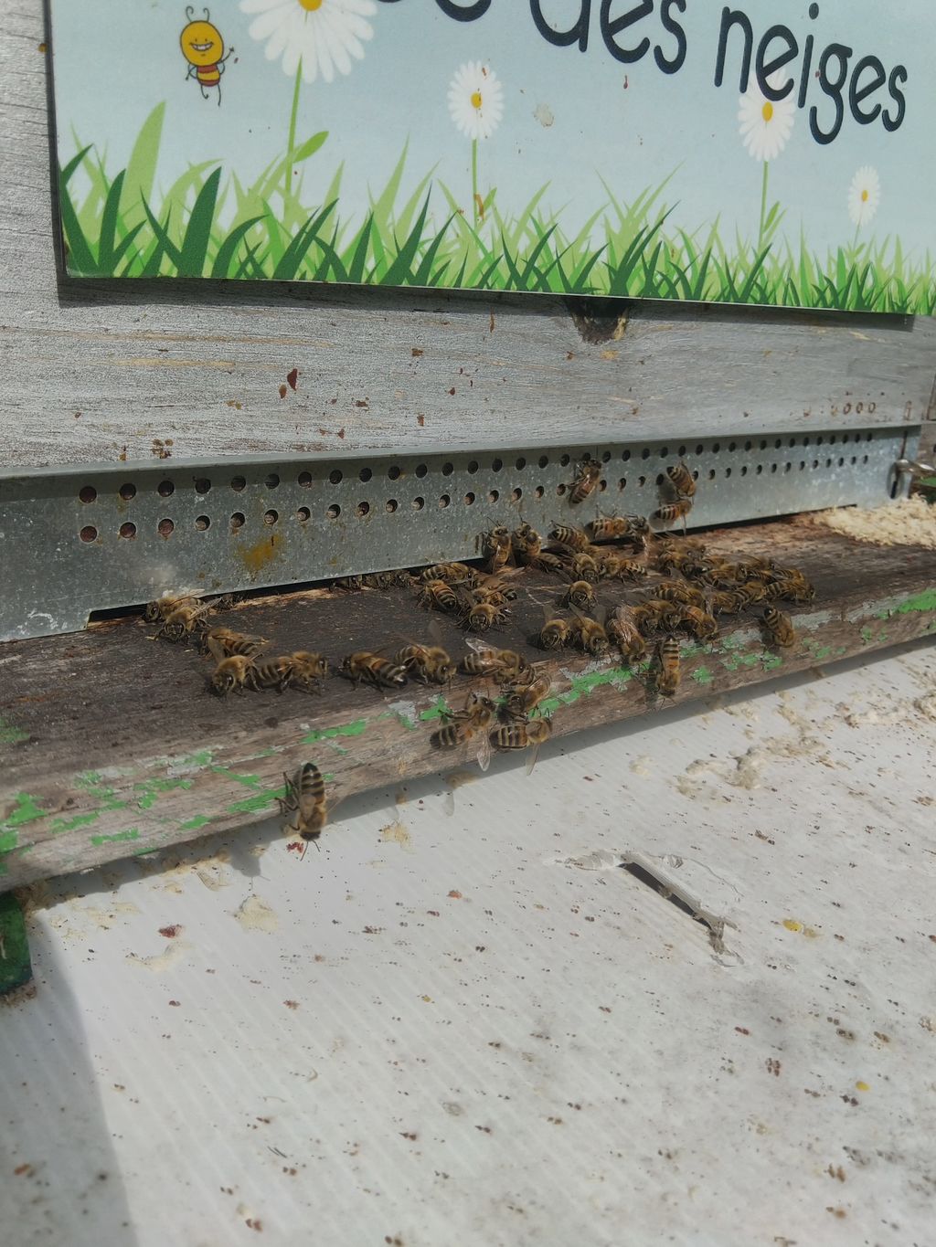 La ruche Fée des neiges