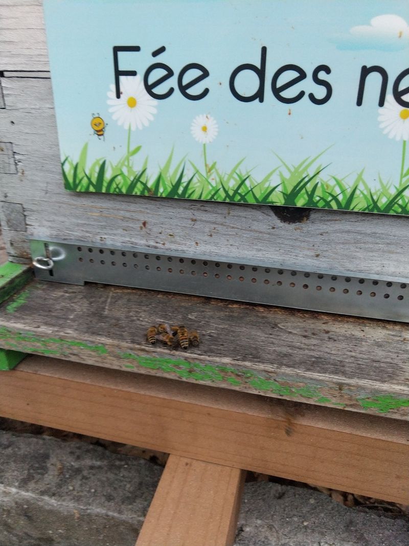 La ruche Fée des neiges