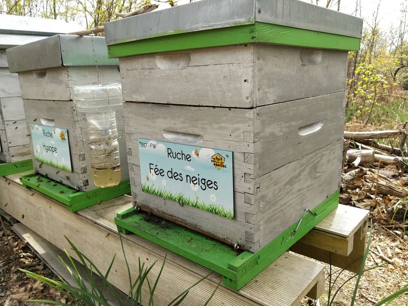 La ruche Fée des neiges