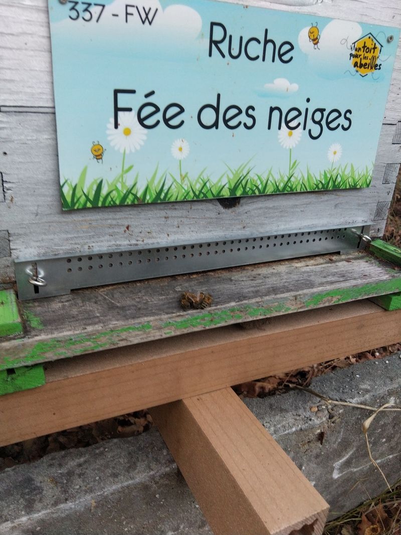 La ruche Fée des neiges