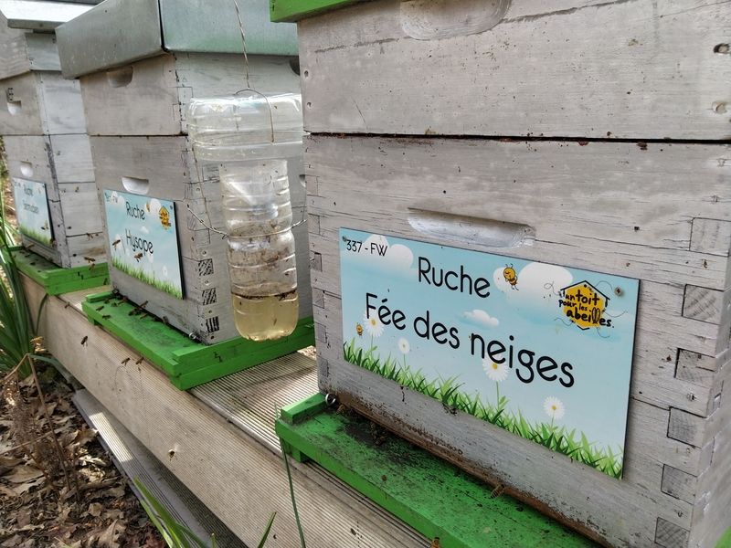 La ruche Fée des neiges