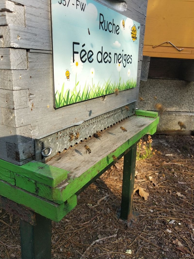 La ruche Fée des neiges