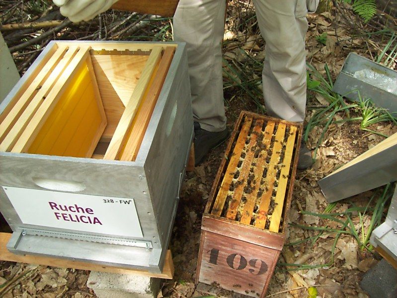 La ruche Félicia