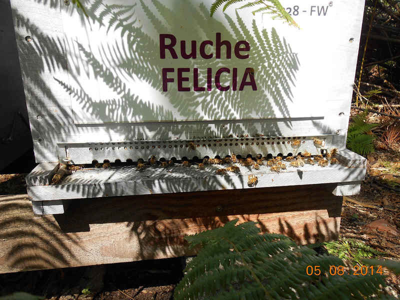 La ruche Félicia